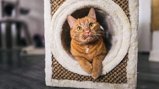 Unveiling the Charm: Cute Orange Cats and All Things Paw-some