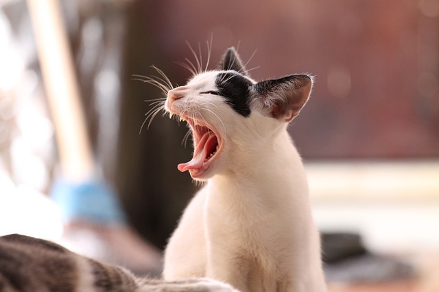 cute-orange-cats-640x480-72311440.jpeg