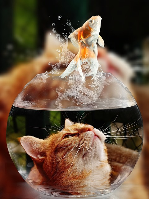 Cute Orange Cats