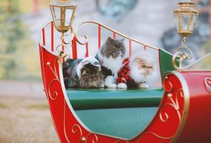 cute-orange-cats-640x480-8352871.jpeg