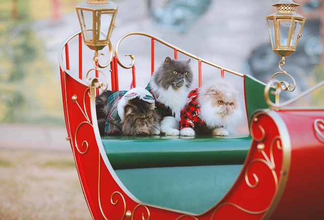 cute-orange-cats-640x480-8352871.jpeg