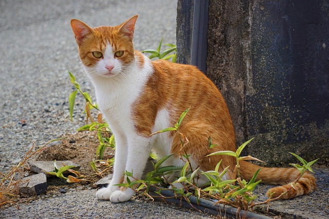 Cute Orange Cats