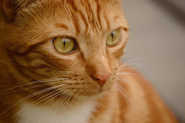 Cute Orange Cats