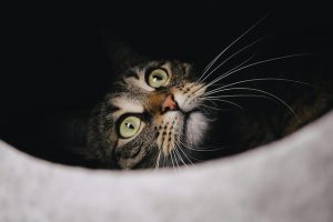 cute-orange-tabbies-640x480-31591342.jpeg