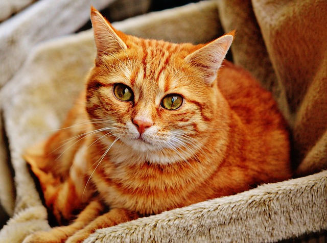 Cute Orange Tabbies