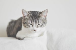 cute-orange-tabbies-640x480-51588738.jpeg