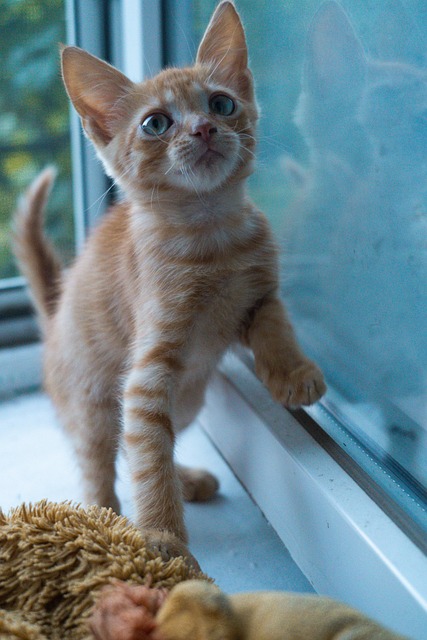Cute Orange Tabbies
