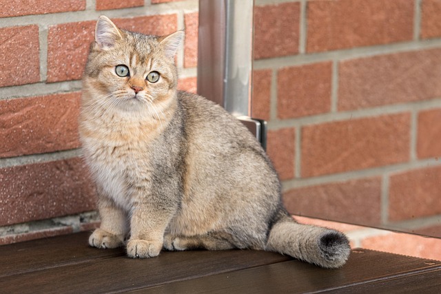 Cute Orange Tabbies