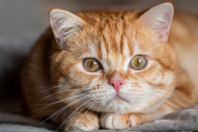 Cute Orange Tabbies