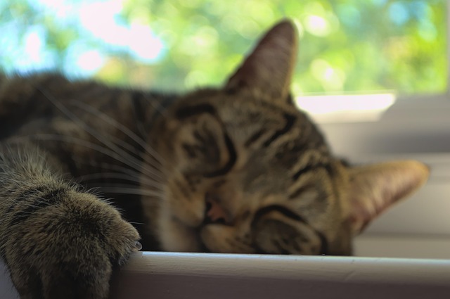 cute-orange-tabbies-640x480-71849768.jpeg