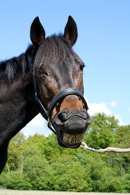 dentures dentistry