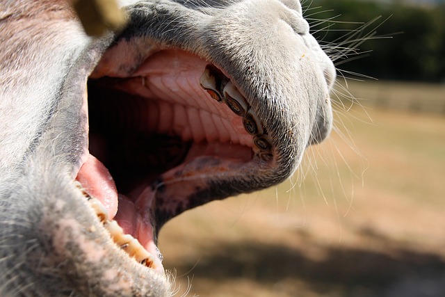 dentures dentistry