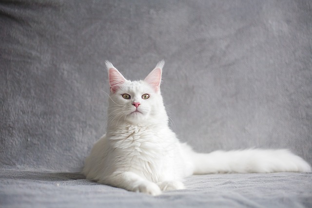 Domestic Cats