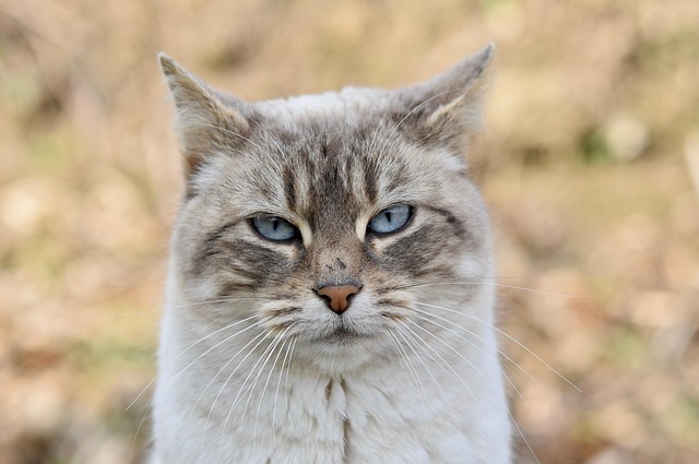 Domestic Cats