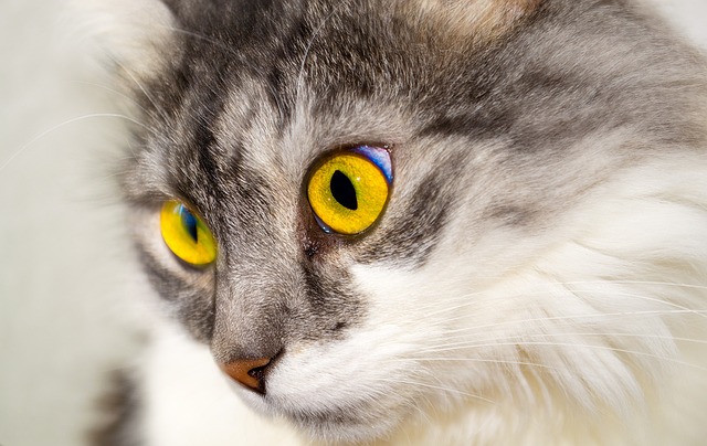 domestic-cats-640x480-13545365.jpeg
