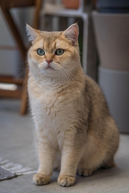 Domestic Cats