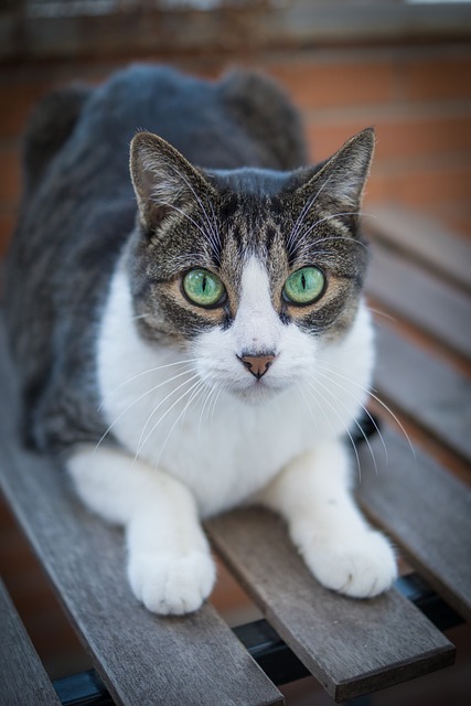 Domestic Cats