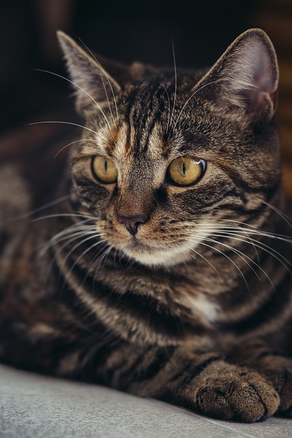 Domestic Cats