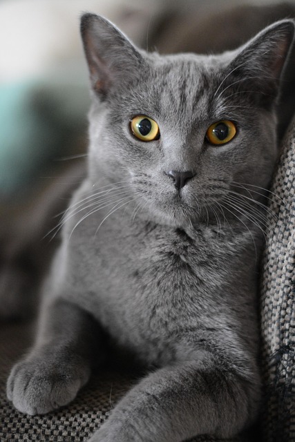 Domestic Cats