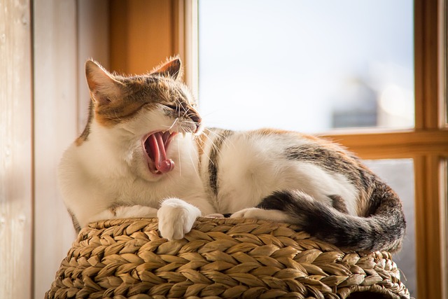 Domestic Cats