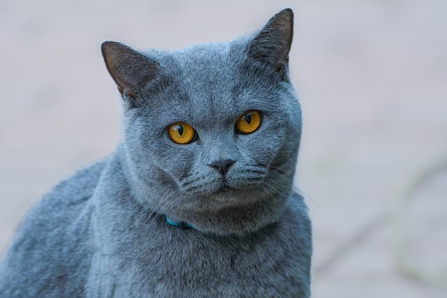 Domestic Cats