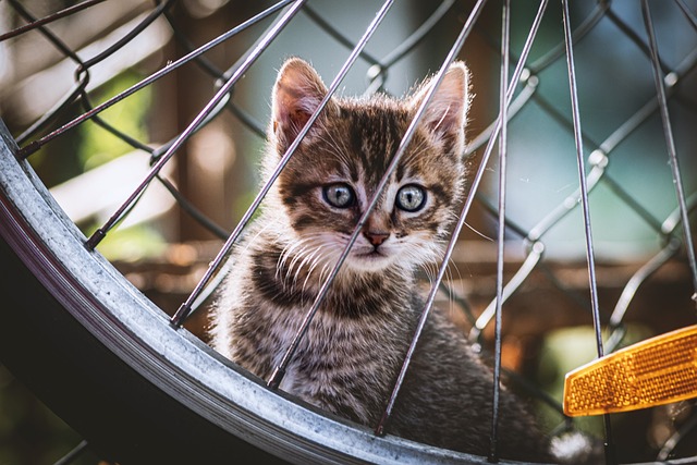 Domestic Cats
