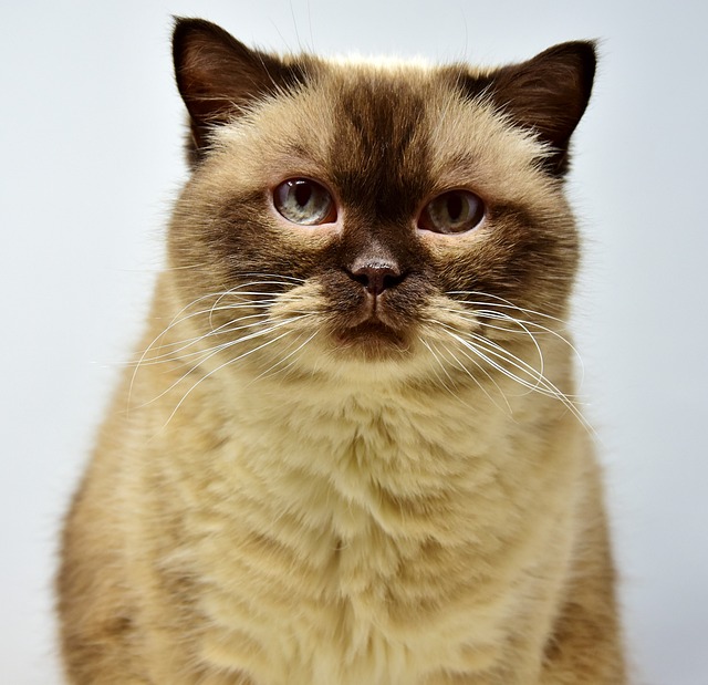 Domestic Cats