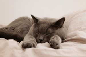 domestic-cats-640x480-34852299.jpeg