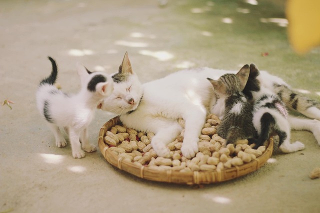 Domestic Cats