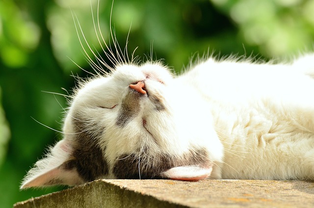Domestic Cats