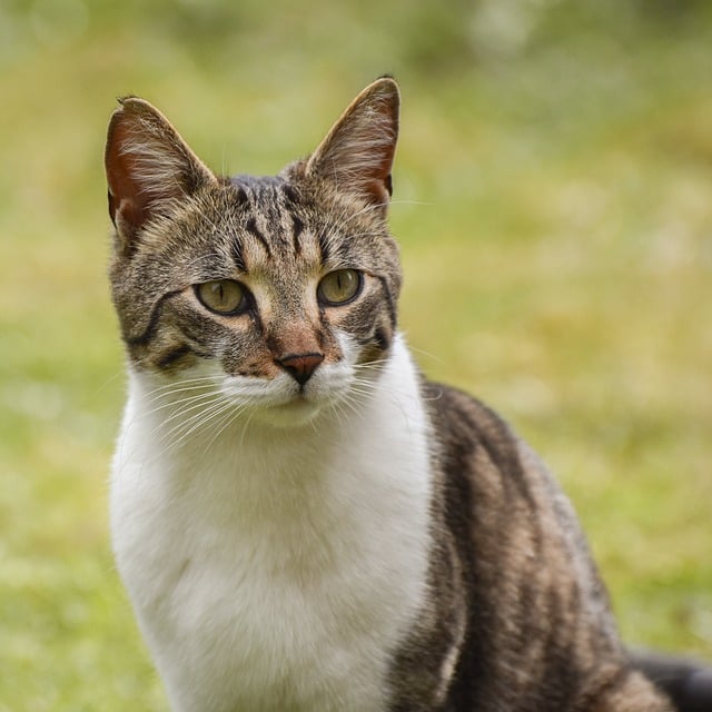 Domestic Cats