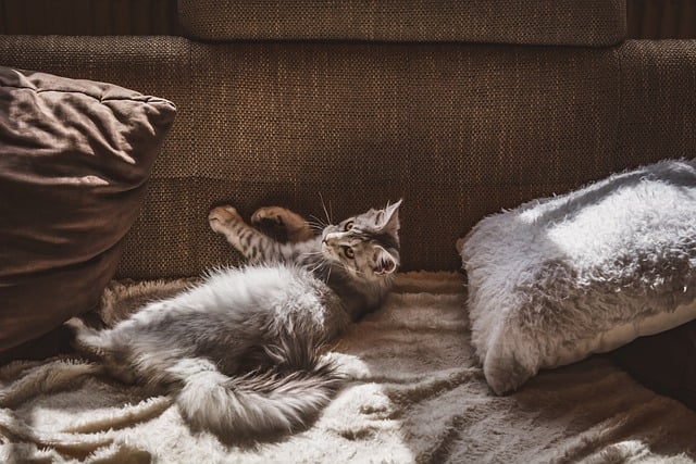 Domestic Cats