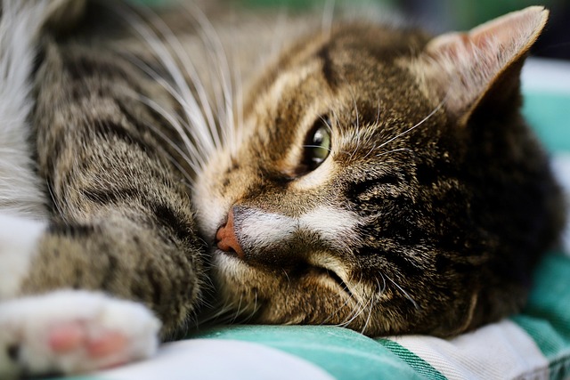Domestic Cats