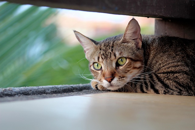 Domestic Cats