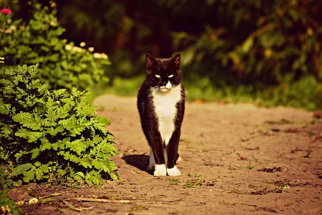 Domestic Cats