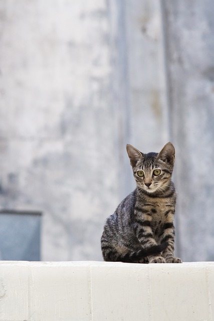Domestic Cats