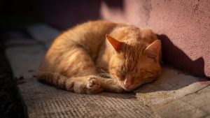 domestic-cats-640x480-44318867.jpeg