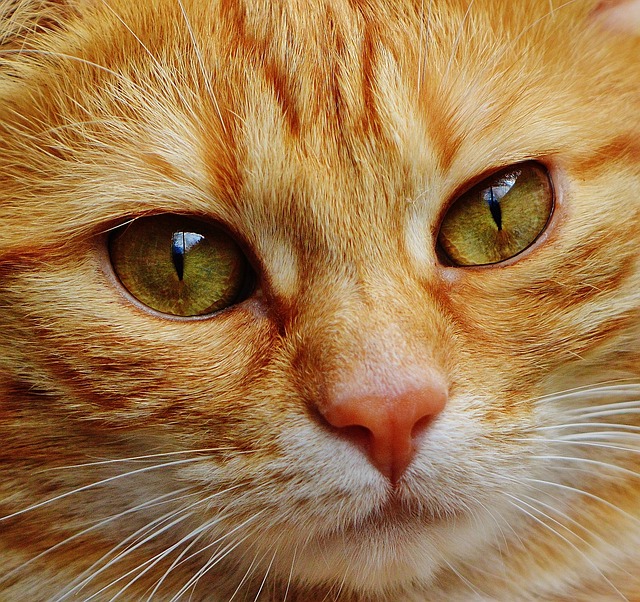 Domestic Cats
