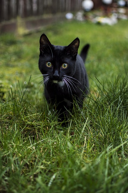 Domestic Cats