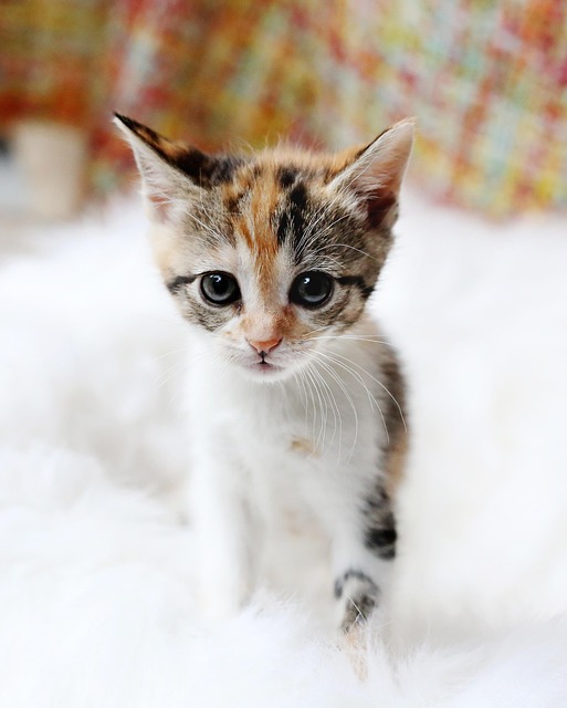 Domestic Cats
