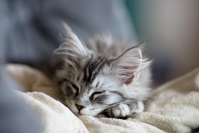 domestic-cats-640x480-51729070.jpeg