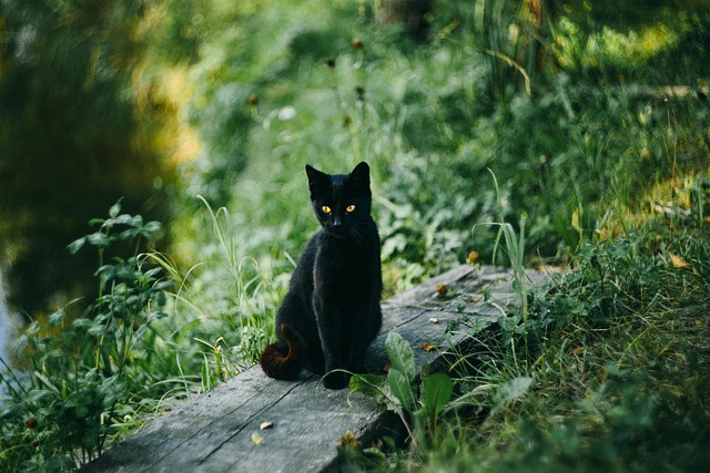 Domestic Cats