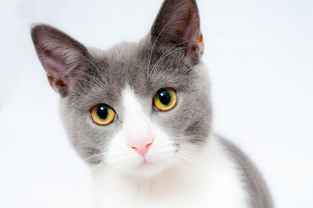 Domestic Cats