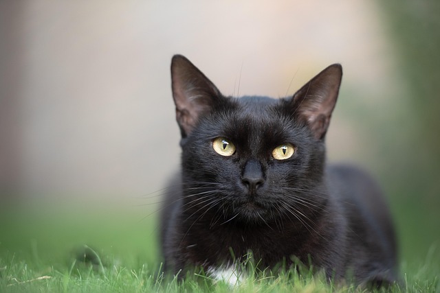 Domestic Cats