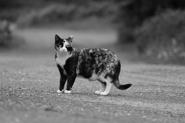 Domestic Cats