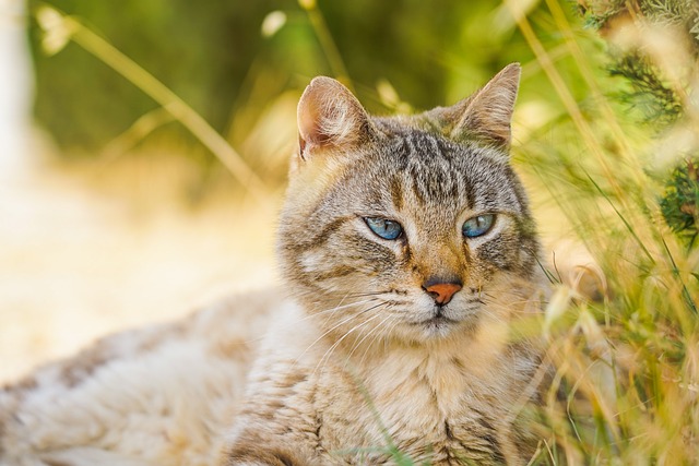 Domestic Cats
