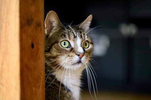 Domestic Cats