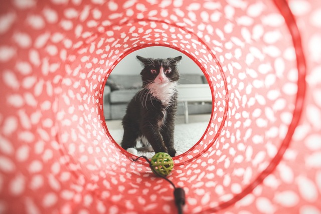 Domestic Cats