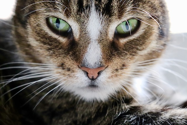 Domestic Cats