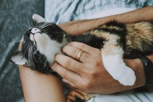 domestic-cats-640x480-64480271.jpeg